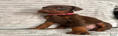Brown Dark Pink Collar