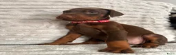Dobermann dogs for sale: EuropeanDobermanPuppies - Advert 12