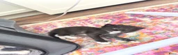 Mixed Breed cats for sale: Ragdoll x Turkish Angora kittens - Advert 12