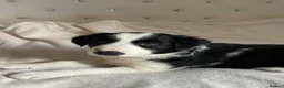 Border Collie dogs for sale: Absolutely Gorgeous Black&White Border Collie Pups - Advert 21