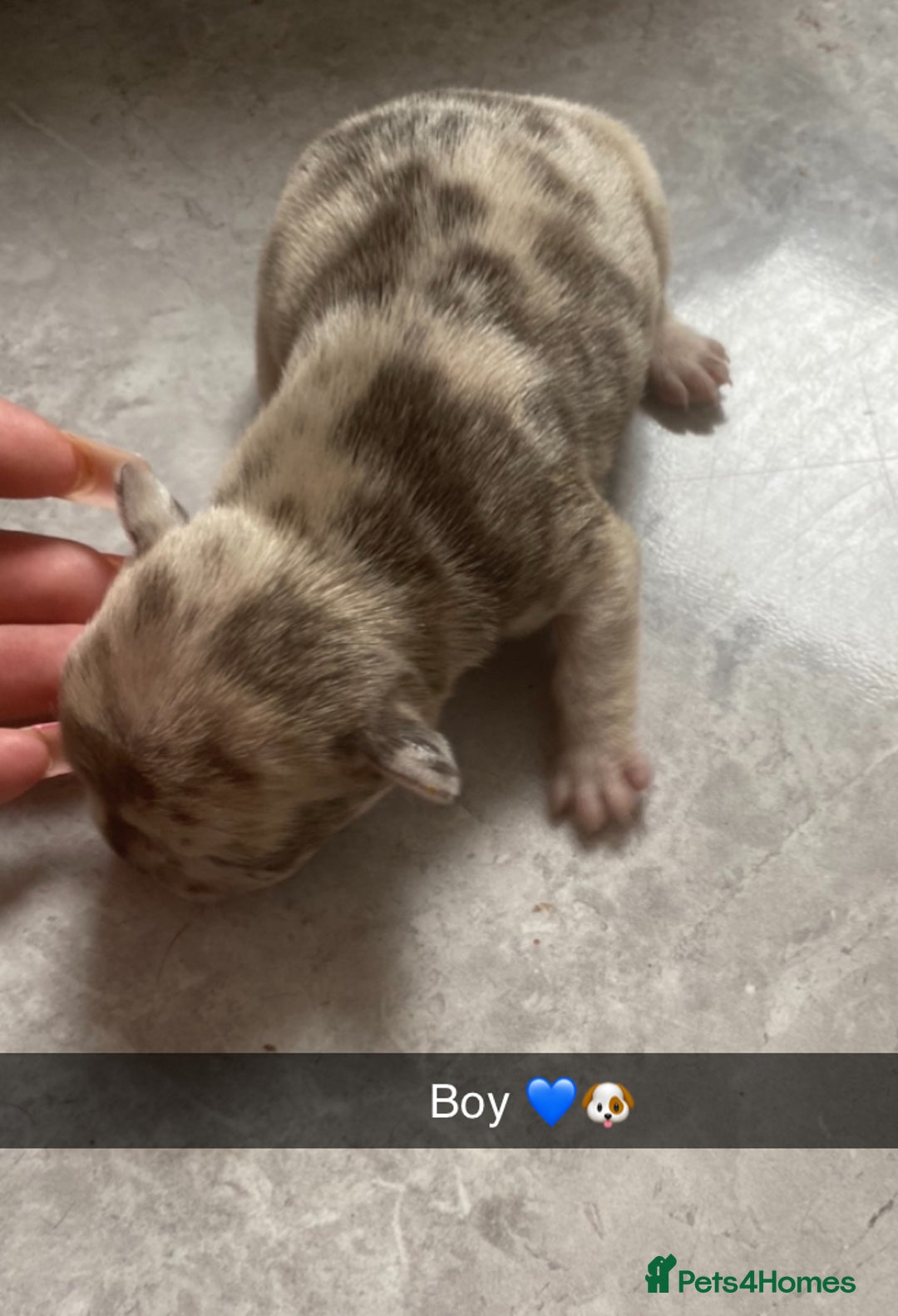 French Bulldog dogs for sale: ***BEAUTIFUL LITTER OF 7 FRENCH BULLDOGS *** - Image 6
