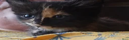 Mixed Breed cats for sale: KITTENS READY NOW - Advert 17