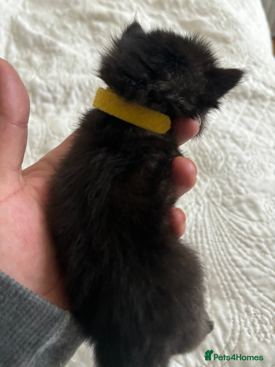 American Shorthair cats for sale: Reserve your kitten  - Image 3