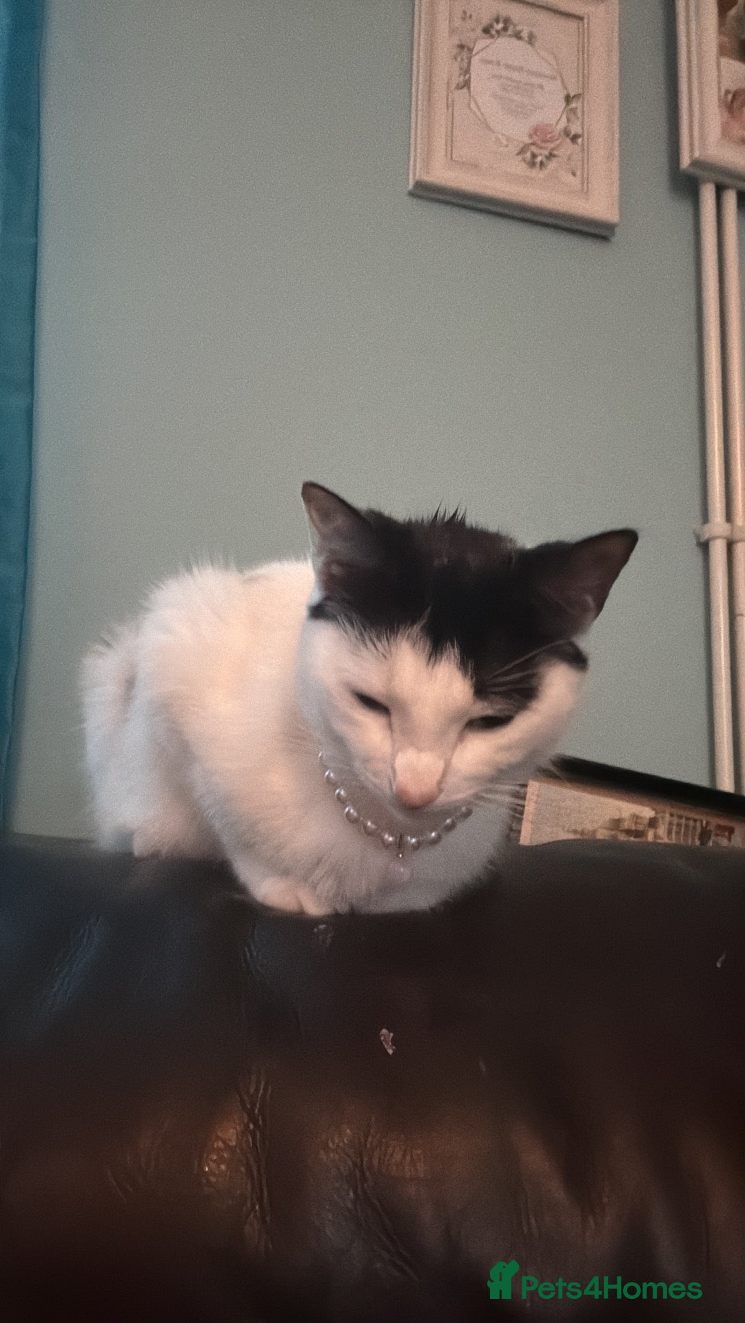 Mixed Breed cats Sweet Female For Adoption - Advert 3