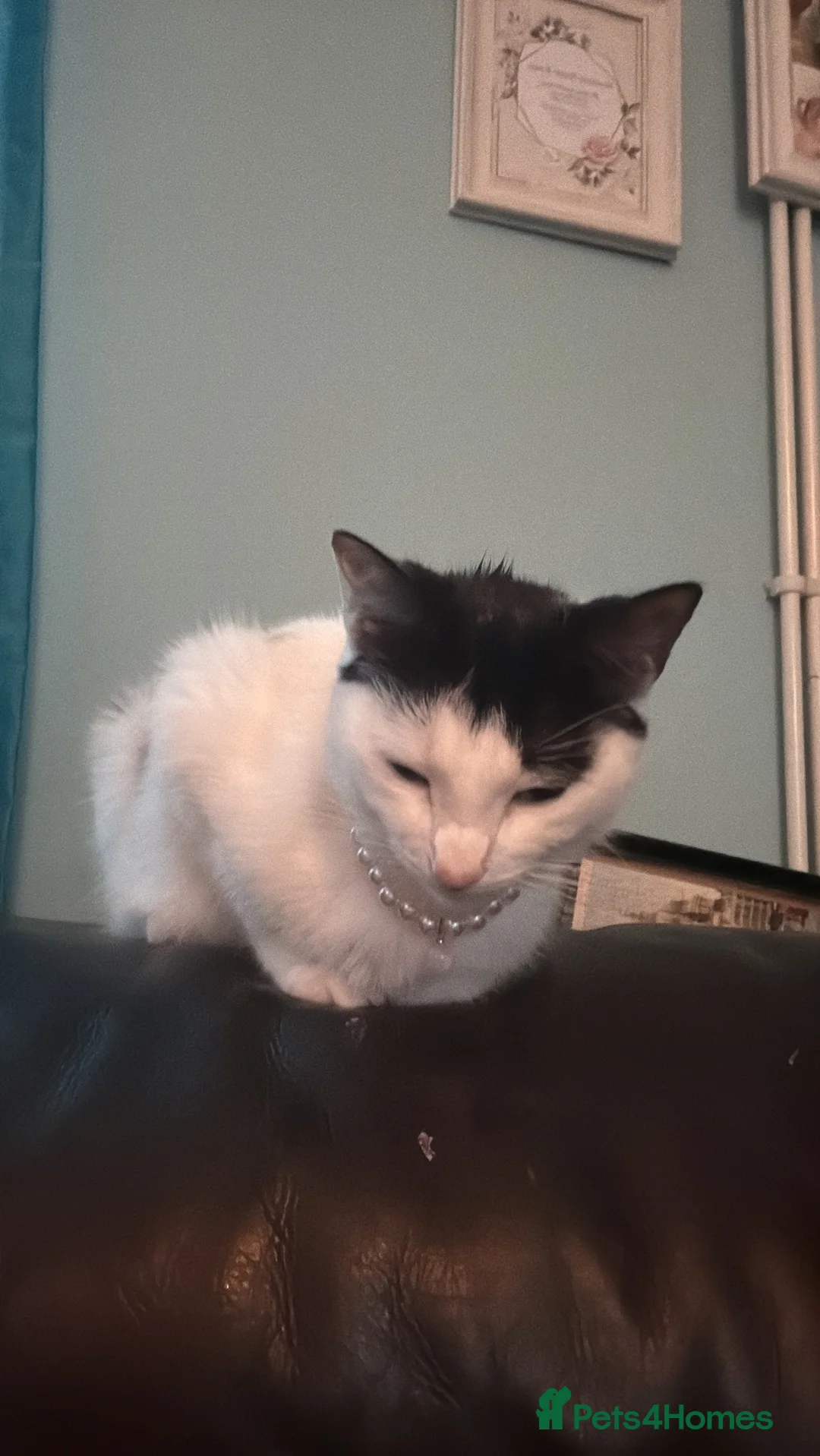 Mixed Breed cats for sale: Sweet Female For Adoption - Advert 1