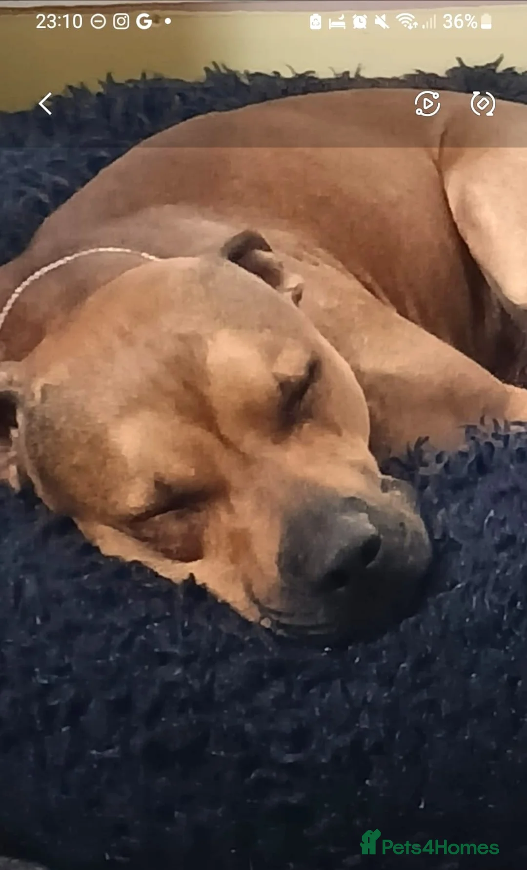 Mixed Breed dogs for adoption: JEFF 5yr old Staffie X - Advert 2