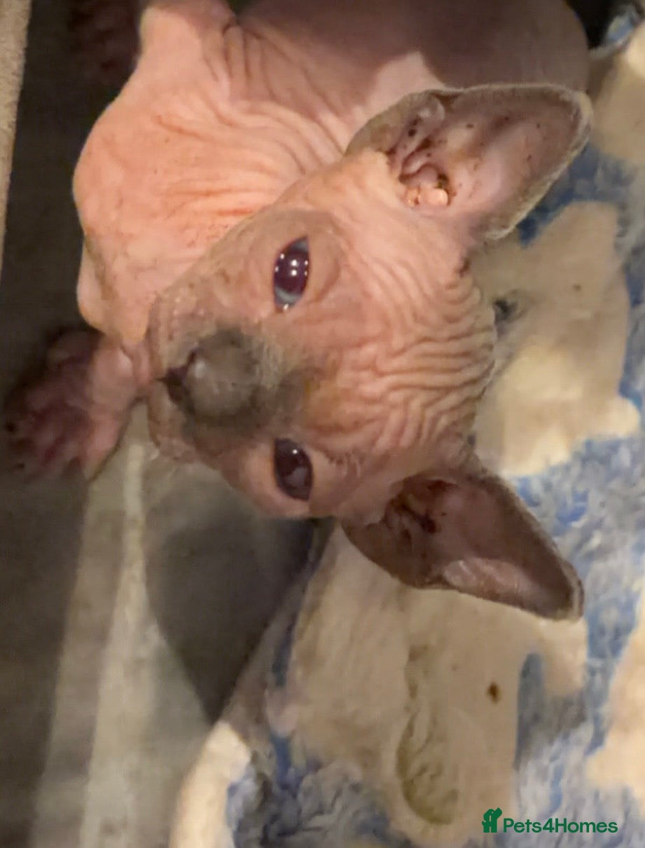 Sphynx cats beautiful sphynx kittens for sale   - Advert 3