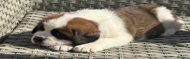 Saint Bernard Puppy 1