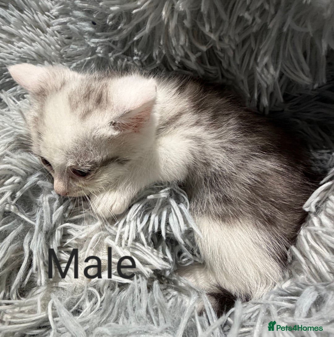 Persian cats for sale: Chinchilla persian cross kittens - Advert 1