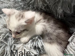 Persian cats Chinchilla persian cross kittens - Advert 1