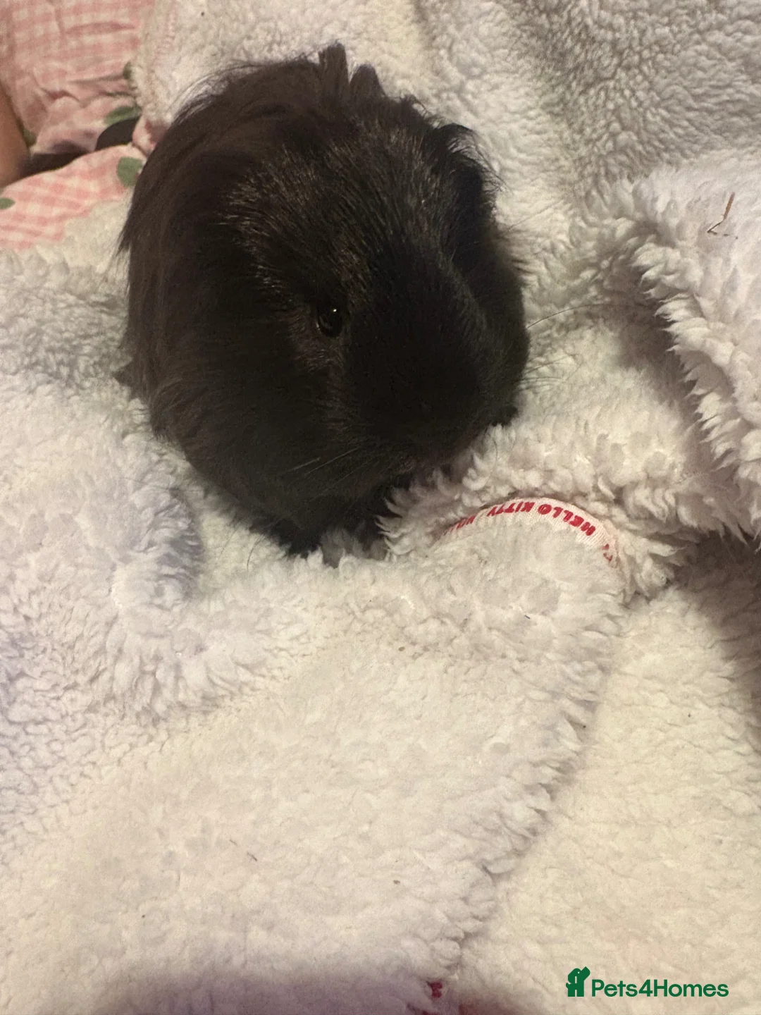 Guinea Pig rodents for sale: Male longhaired guinea pig  - Advert 2