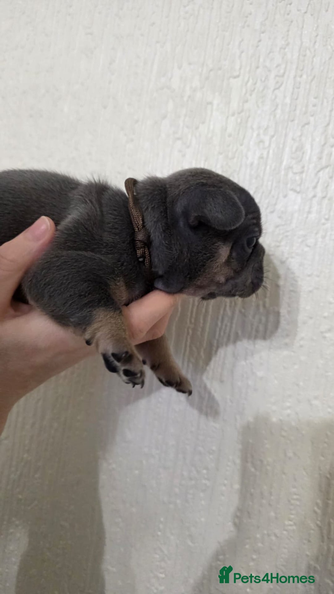 French Bulldog dogs for sale: Beautiful litter of French Bulldogs - Advert 5