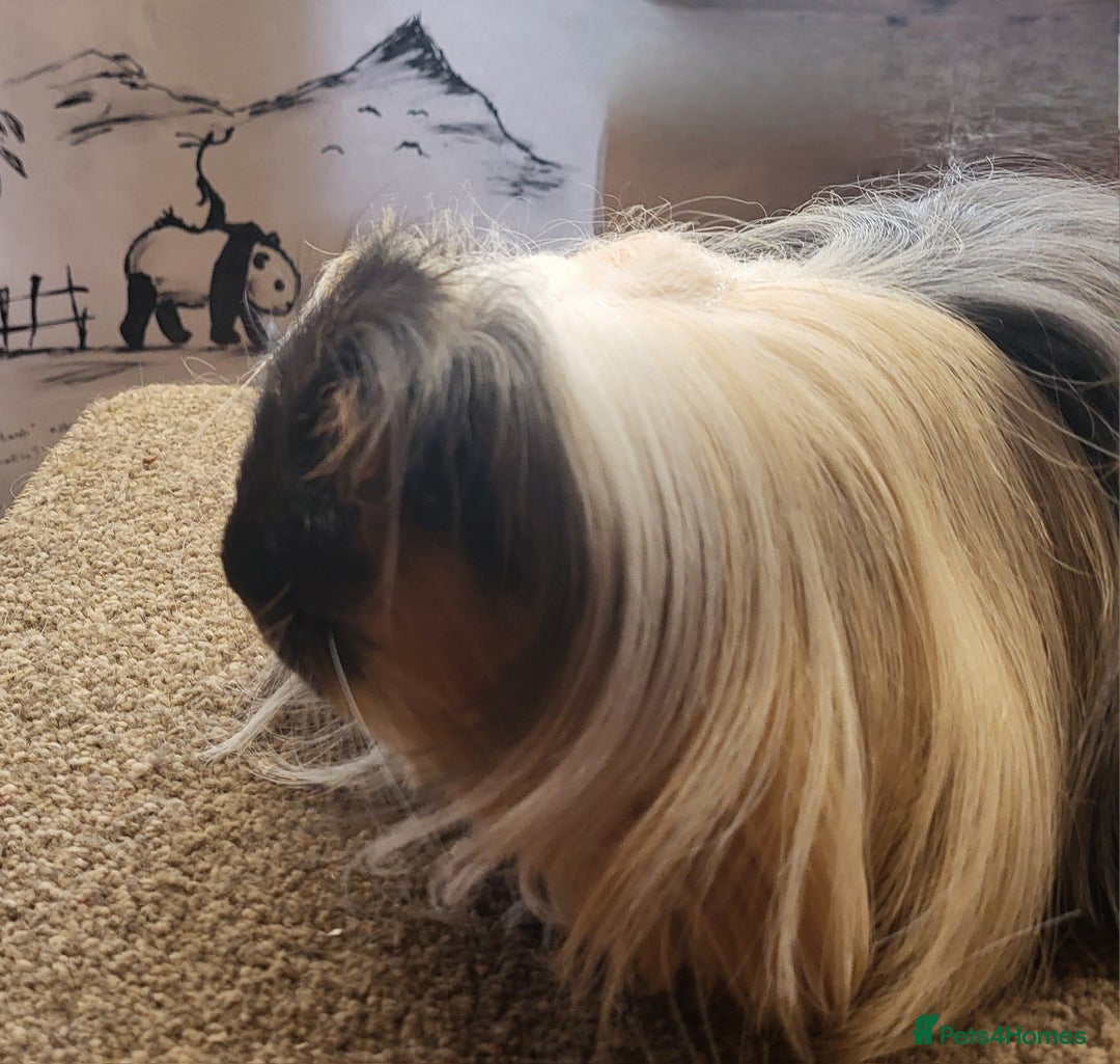 Guinea Pig rodents for sale: Sheltie Boar - Image 2