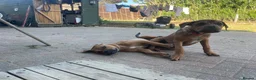 Rottweiler dogs for adoption: Bruce is a 5,5 month Rottweiler x staffi  - Advert 9