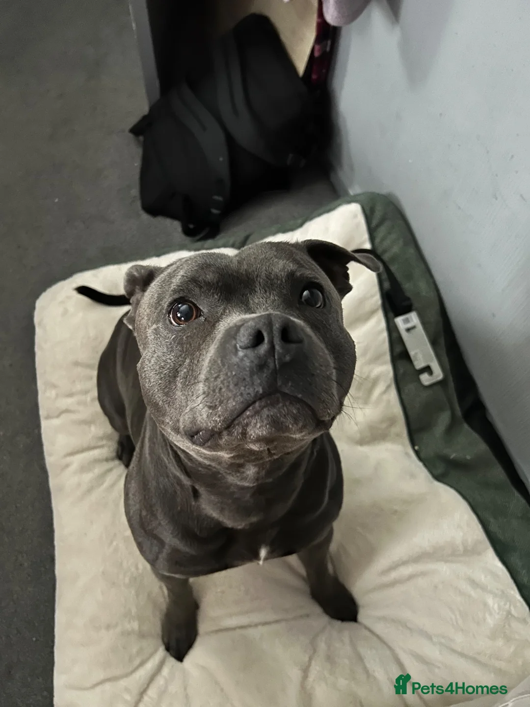 Staffordshire Bull Terrier dogs for stud: Mr. Charming Teddy for Stud - Advert 2