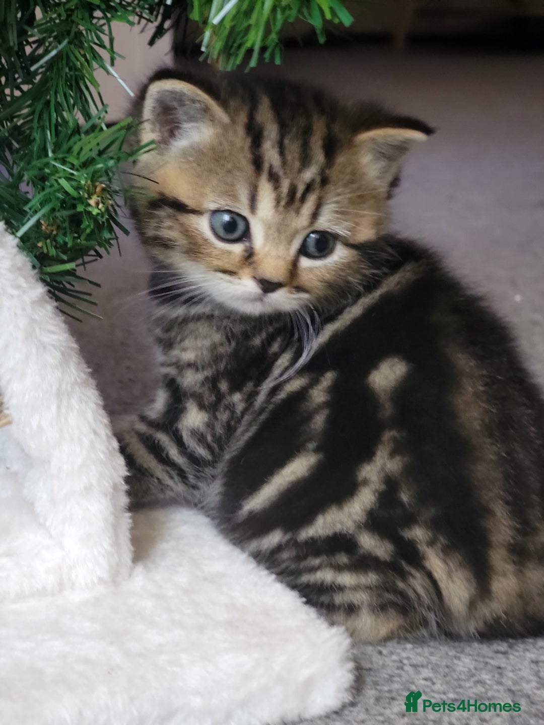 Scottish Fold cats for sale: Scottish fold - Advert 26