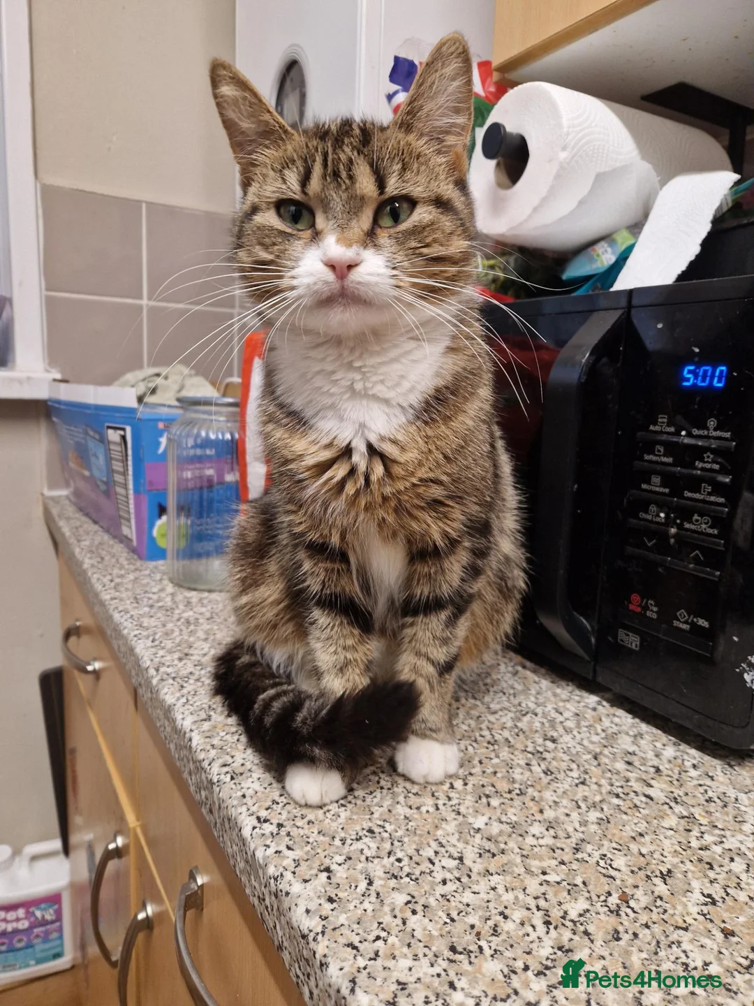 Mixed Breed cats for sale: 6 beautiful kittens ready for new homes - Advert 23
