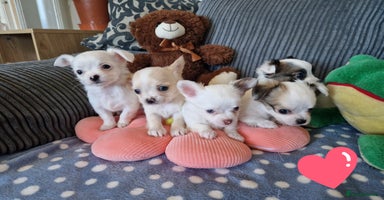 Chihuahua dogs - Advert 4