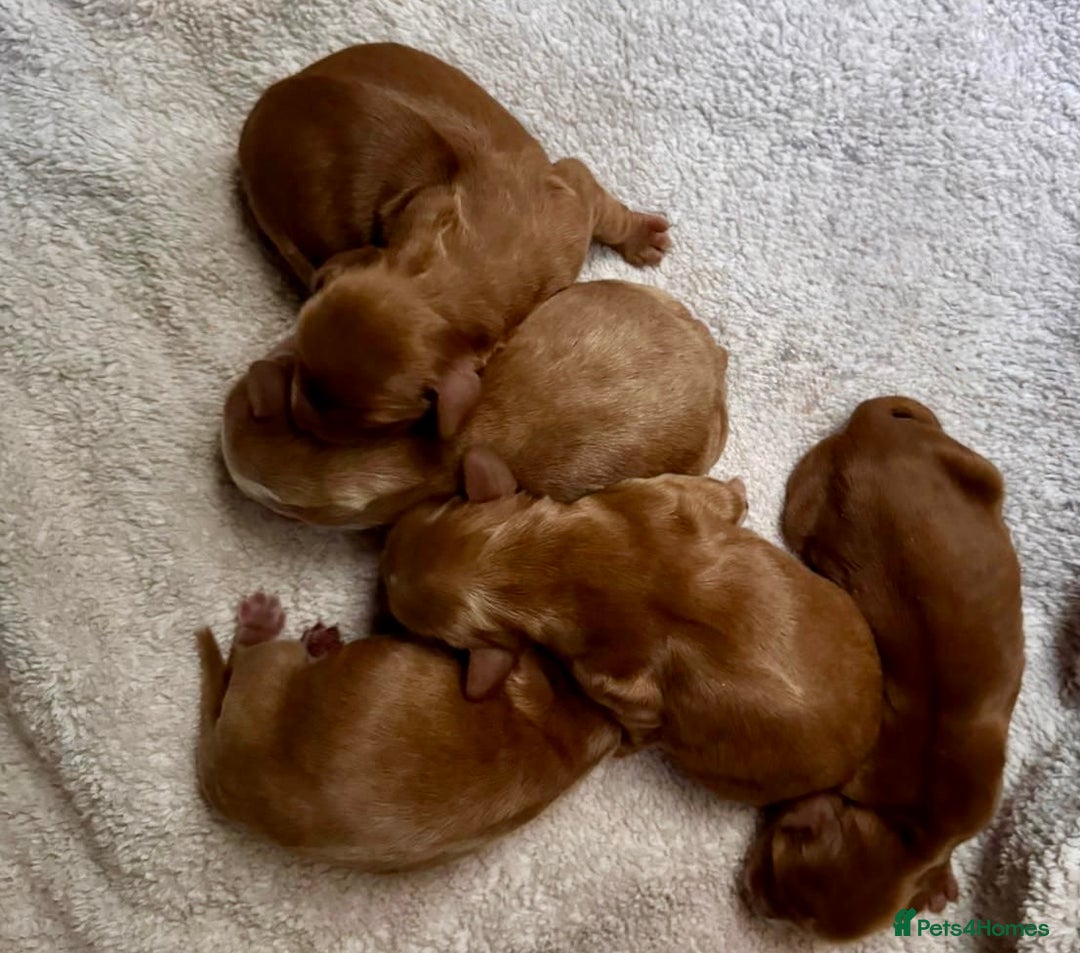 Cocker Spaniel dogs for stud: KC Reg, health tested Working cocker Spaniel in Barnsley - Advert 15