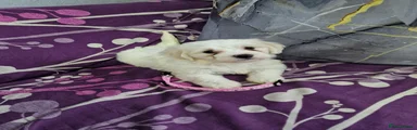 Bichon Frise 7