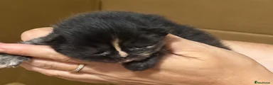 Persian 3