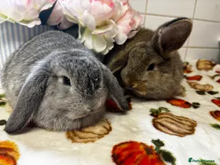 Mixed Breed rabbits Two beautiful French x mini lop - Advert 9
