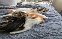 Scottish Fold cats for sale: Beautiful Scottish Folds - Image 13