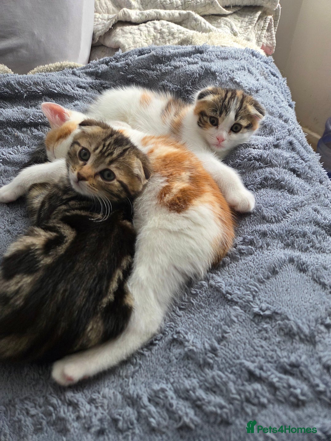 Scottish Fold cats for sale: Beautiful Scottish Folds - Image 13