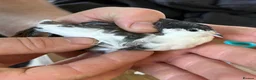 Quail poultry for sale: Chinese Painted/Button Quail males  - Advert 1