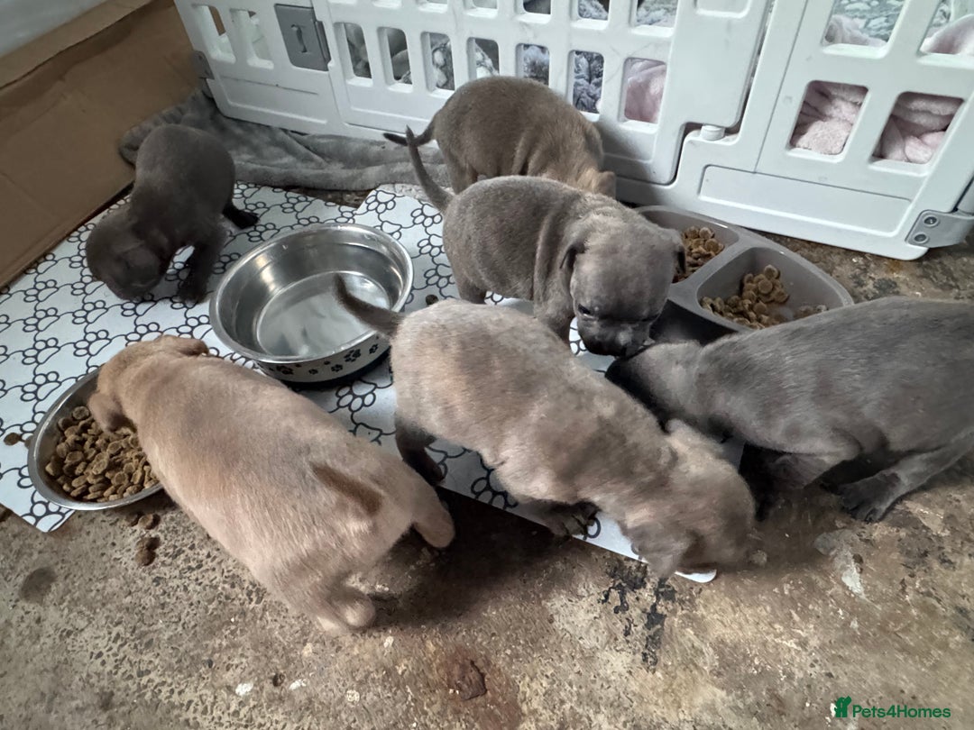 Mixed Breed dogs for sale: Frenchi staffs - Image 4