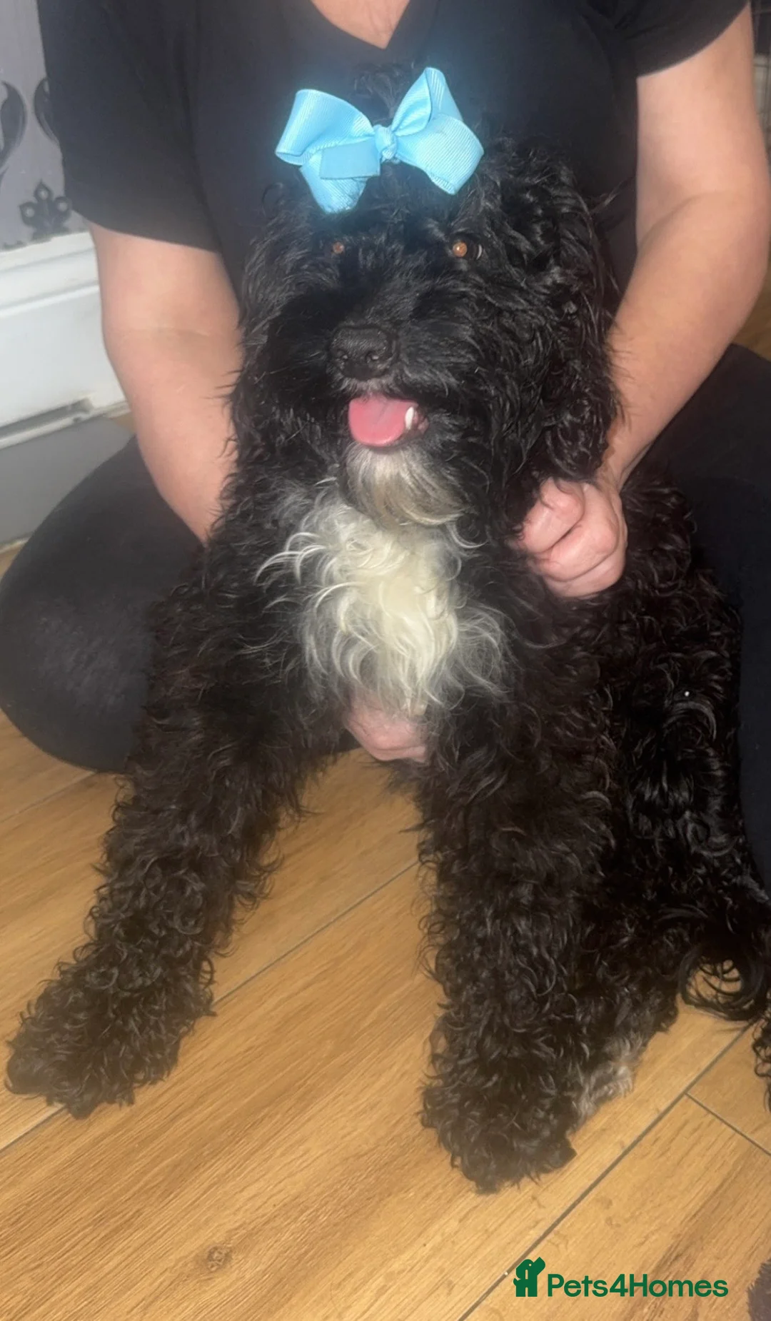 Cockapoo dogs for sale: Cockapoo puppies in Bishop Auckland - Advert 1