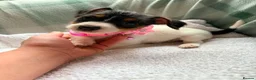 Jack Russell dogs for sale: Beautiful little jackrustle - Advert 4