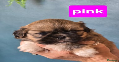 Shih Tzu dogs - Advert 1