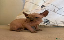 Sphynx cats for sale: Sphynx/ Bambino/ Elf Kittens - Image 1