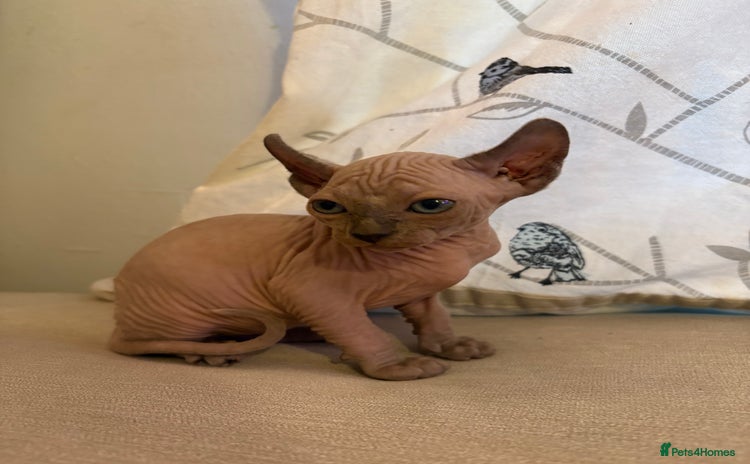 Sphynx cats - Advert 5
