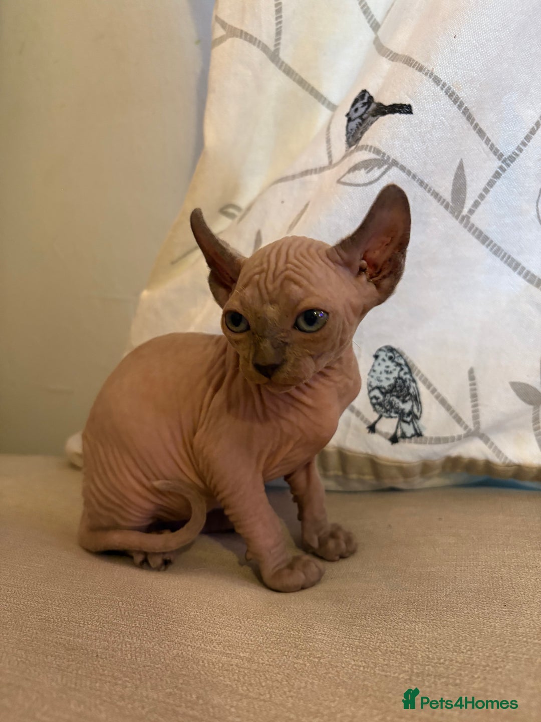 Sphynx cats for sale: Sphynx/ Bambino/ Elf Kittens - Image 1