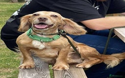 Cocker Spaniel dogs for adoption: Bob needs a loving home  - Advert 9