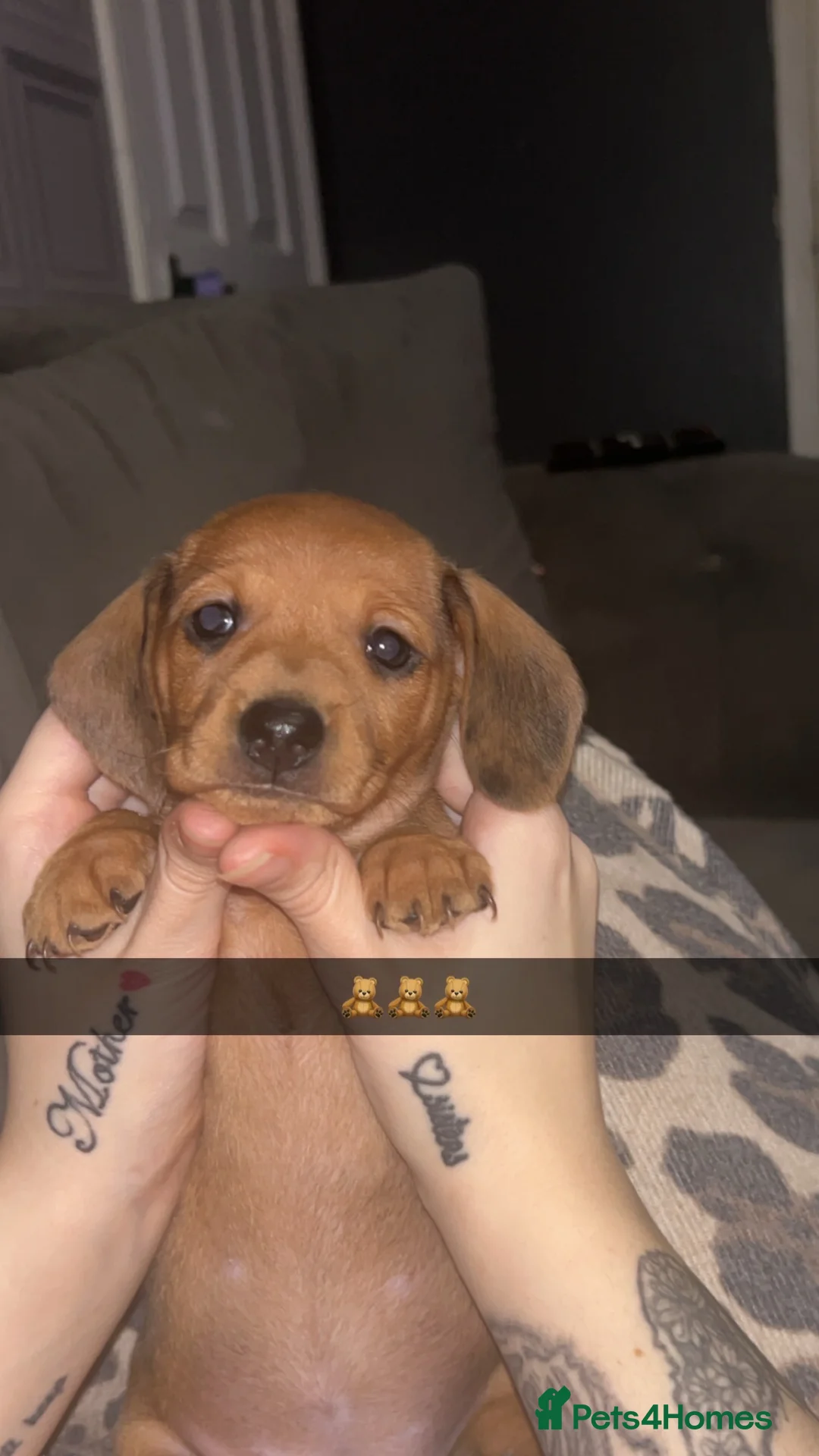 Miniature Dachshund dogs for sale: Dapple red miniature dachshund  - Advert 3
