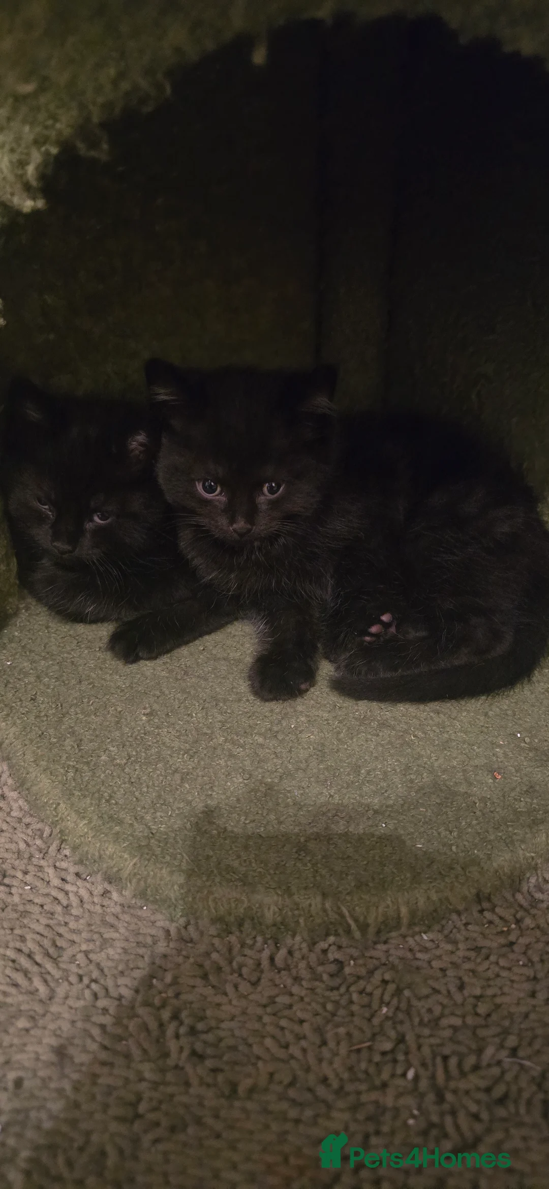 Mixed Breed cats for sale: Adorable Kittens for Sale - Advert 5