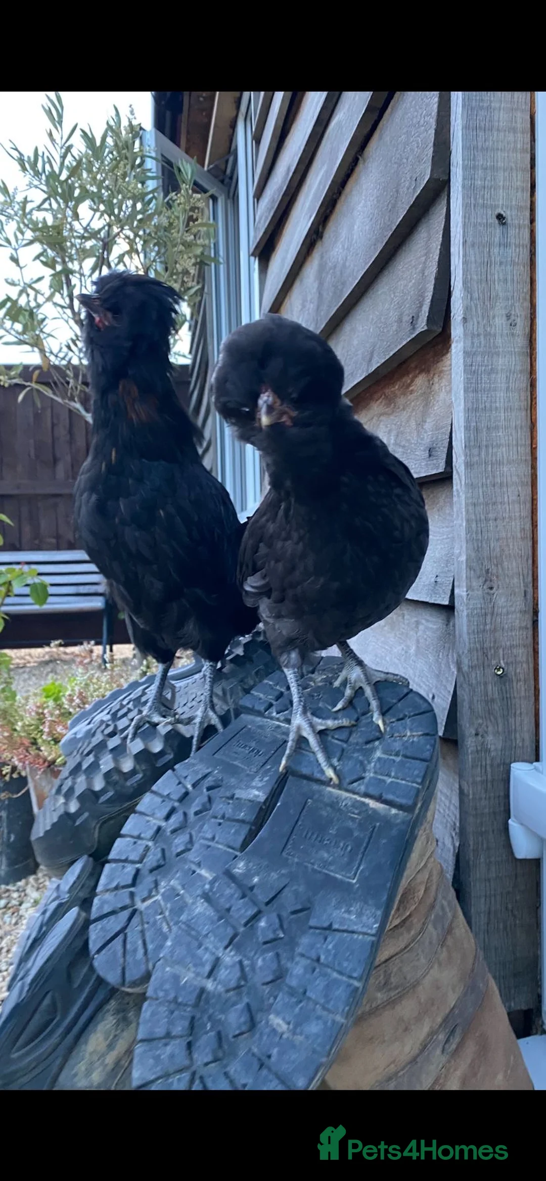 Chickens poultry for sale: Young polish cockerels  - Advert 2