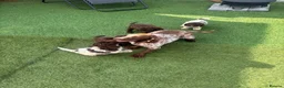 Cockapoo dogs for sale: 4 beautiful f1 cockapoos - Advert 12
