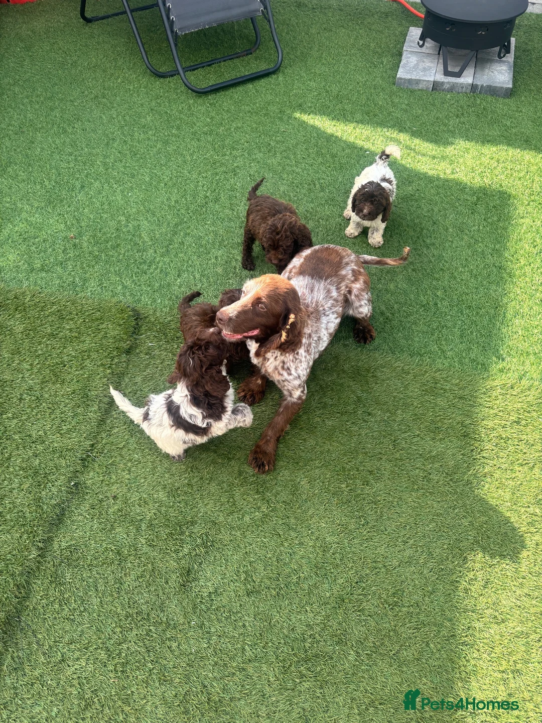Cockapoo dogs for sale: 4 beautiful f1 cockapoos - Advert 12