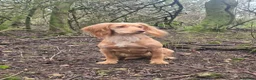 Cocker Spaniel dogs for sale: OFTW sired KC reg working cocker spaniel puppies  in Bristol - Advert 2