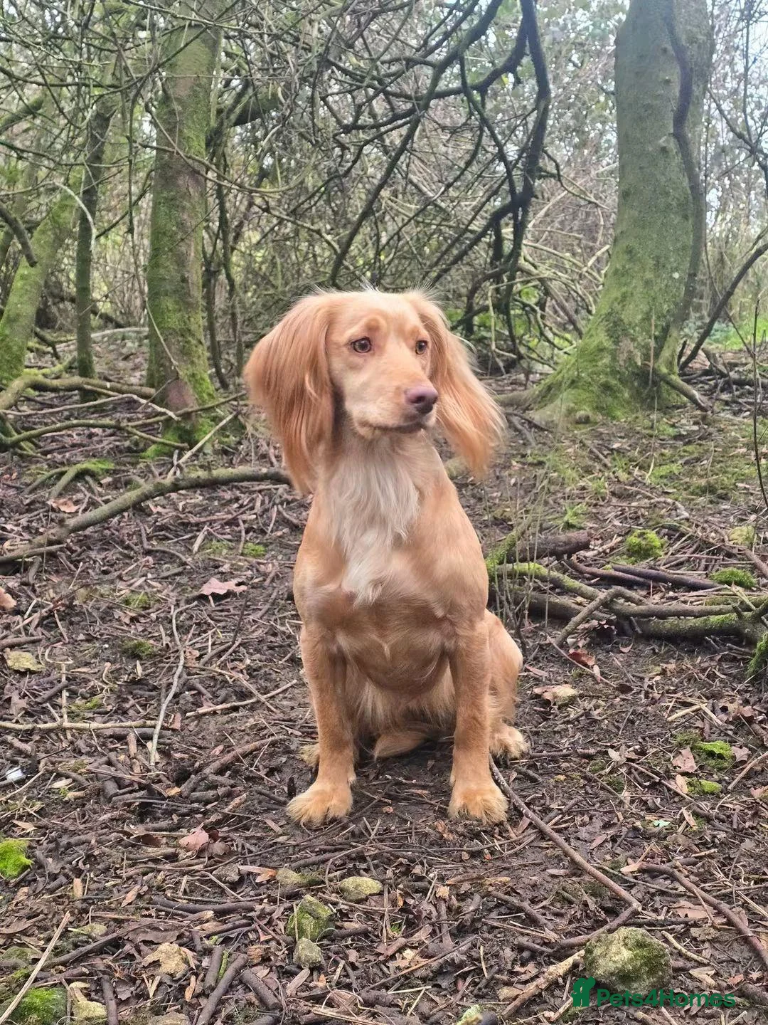 Cocker Spaniel dogs for sale: OFTW sired KC reg working cocker spaniel puppies  in Bristol - Advert 2