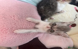 Exotic cats for sale: 4 kittens ready to go - Image 6