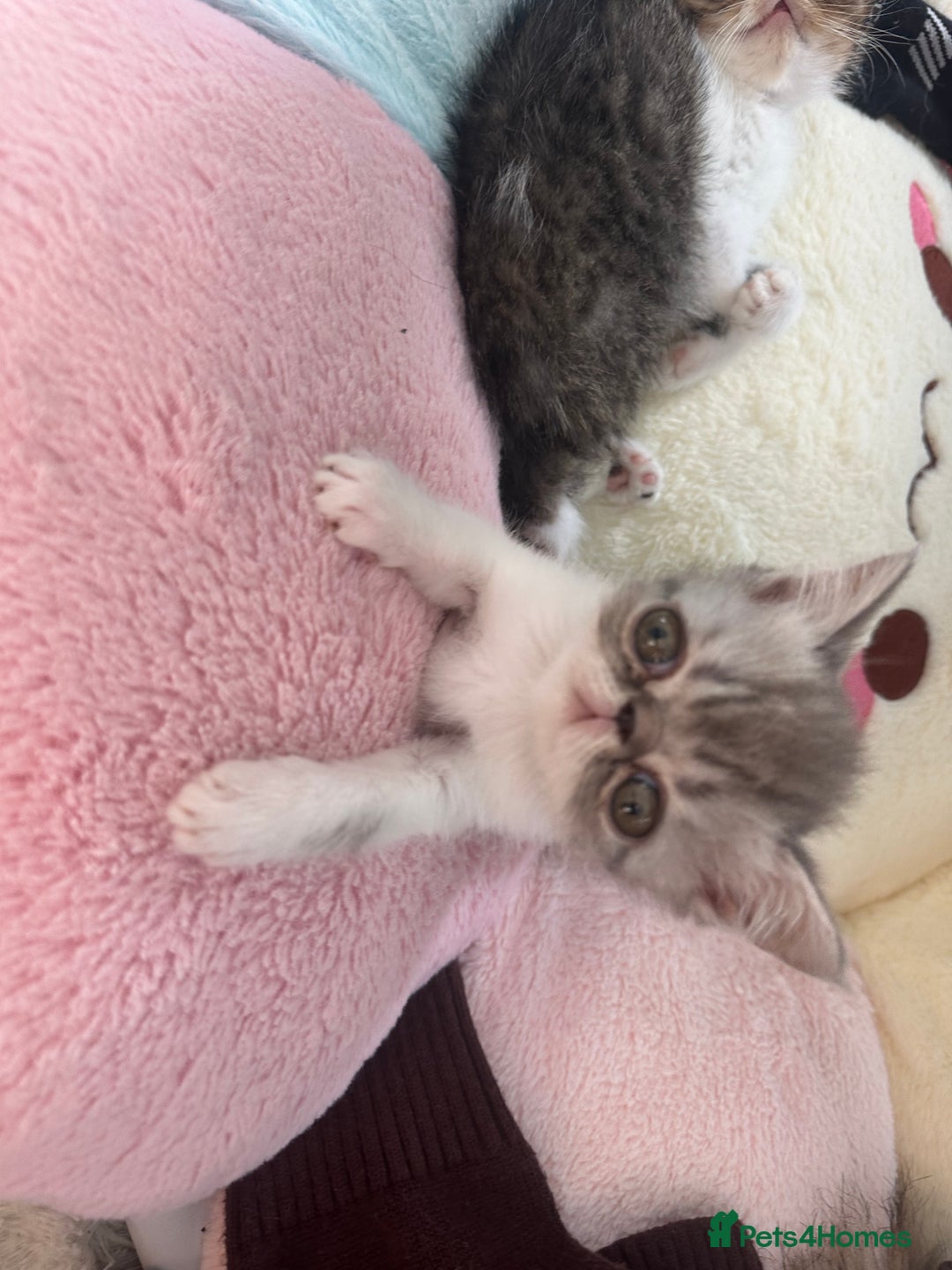 Exotic cats for sale: 4 kittens ready to go - Image 6