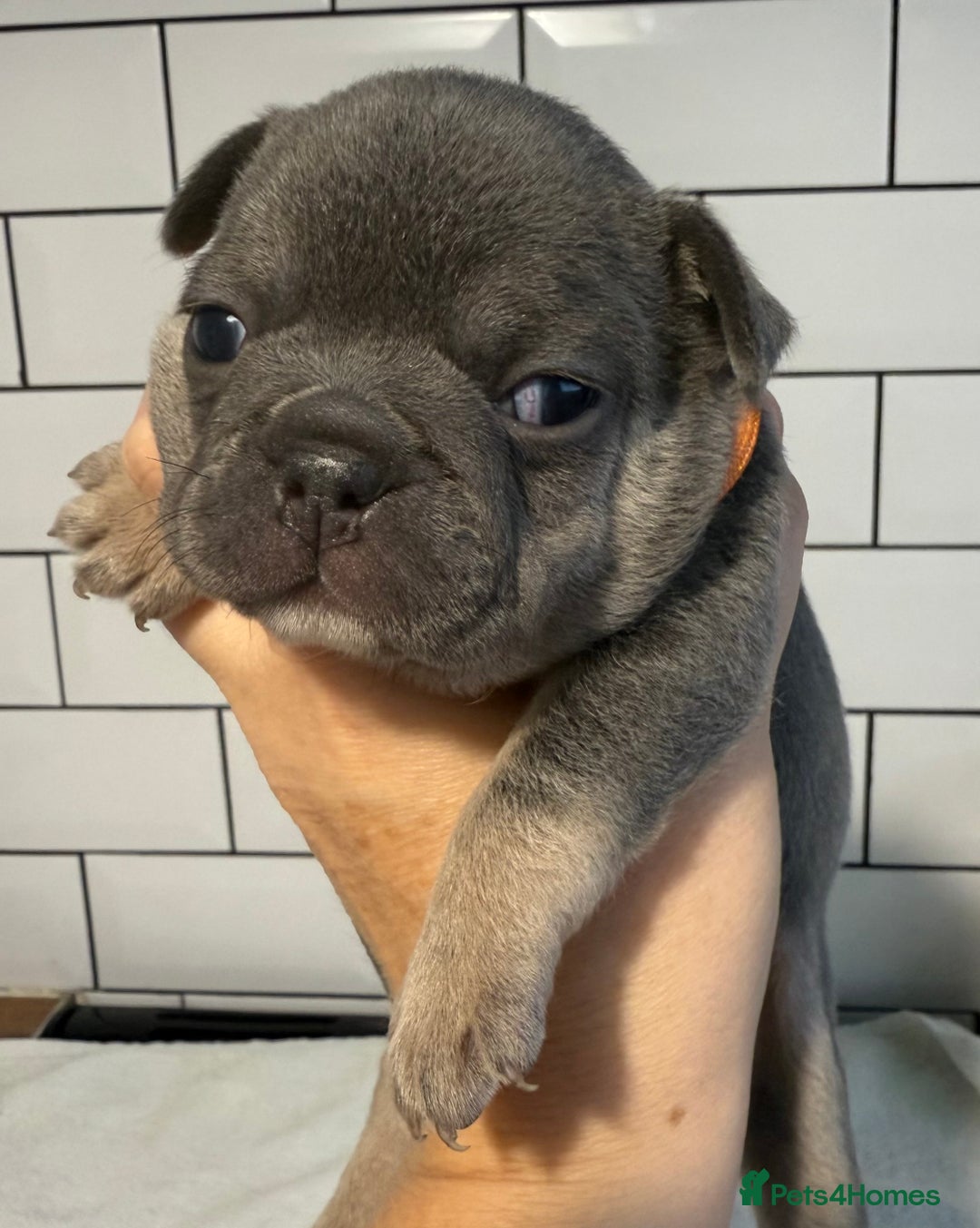 French Bulldog dogs for sale: French bulldog puppies - Image 7