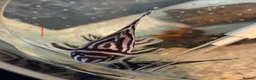 Plecos fish for sale: L046 zebra plecos 3x trios in Keighley - Advert 11