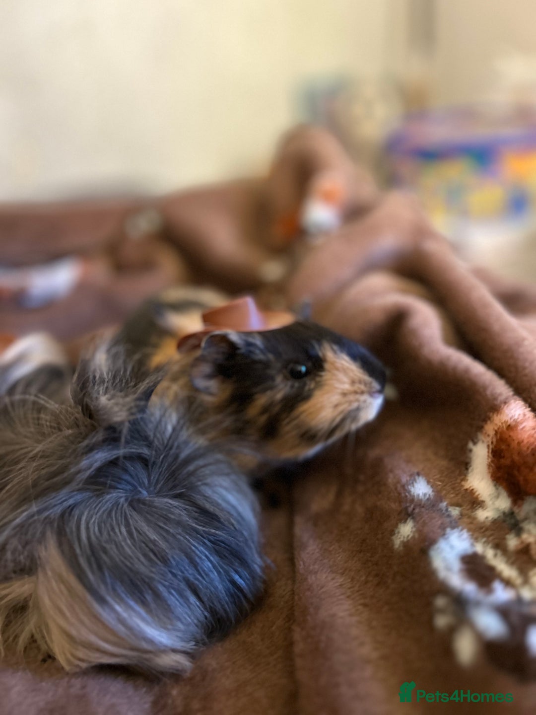 Guinea Pig rodents for sale: 2 Male Guinea Pigs for sale (can go separately) - Advert 6