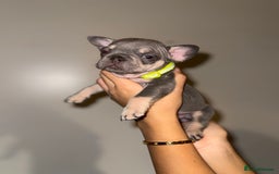 French Bulldog dogs for sale: BLUE & CREAM/TAN Isabella/pink carrying. - Image 8